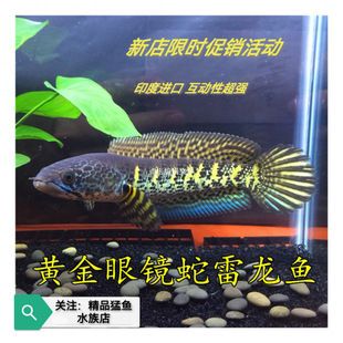 黃金眼鏡蛇雷龍魚苗（黃金眼鏡蛇雷龍魚苗價(jià)格） 龍魚百科 第4張