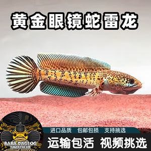 黃金眼鏡蛇雷龍魚苗（黃金眼鏡蛇雷龍魚苗價格）