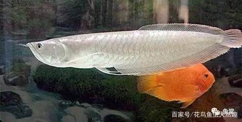 金龍魚鱗片怎么區(qū)分（金龍魚鱗片怎么分排） 錦鯉池魚池建設(shè)