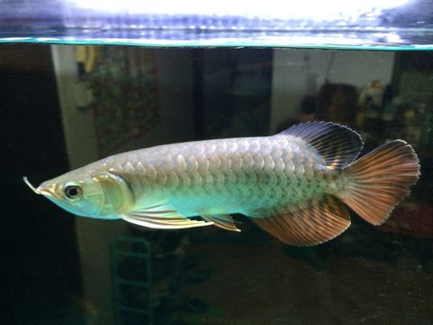 52 白子紅龍魚