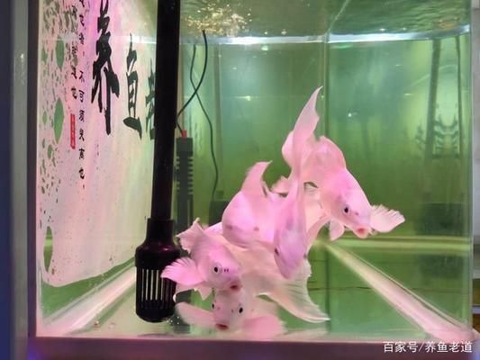 保康縣美視家水族館（?？悼h美視家水族館經(jīng)營產(chǎn)品：魚缸、觀賞魚、水草及飾品）