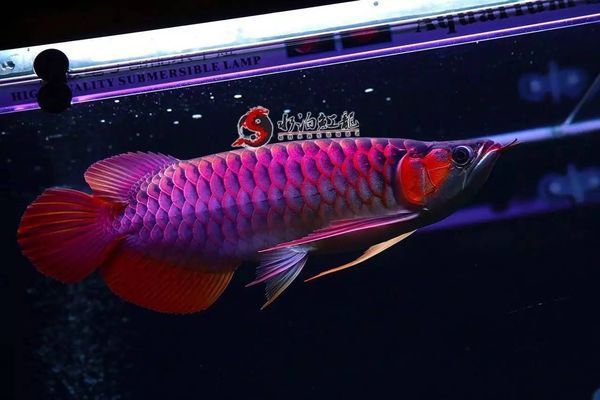 紅龍魚鰭上有白色點狀物是什么（如何診斷紅龍魚的真菌感染，改善水質(zhì)防止紅龍魚生病，白點病的藥物治療方法） 龍魚百科 第2張