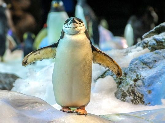 承德水族館東勝水族美人魚show我可愛的美人魚