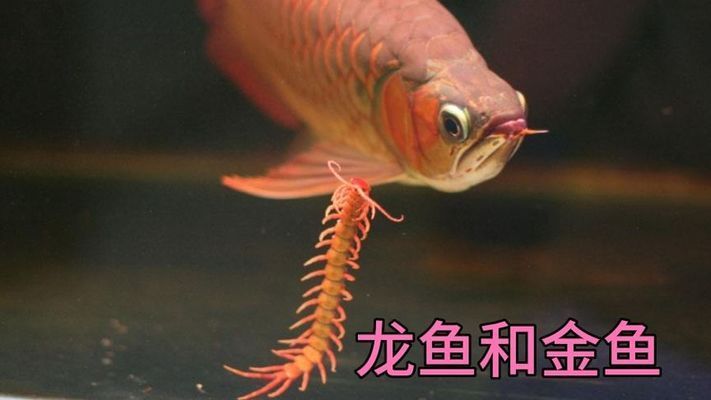 金龍魚冠軍魚好養(yǎng)嗎（金龍魚冠軍魚最佳飼料選擇，金龍魚冠軍魚日常護(hù)理技巧） 龍魚百科 第1張