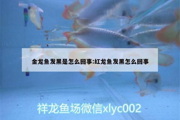 金龍魚發(fā)黑是怎么回事（金龍魚水質(zhì)管理技巧） 龍魚百科 第2張