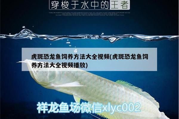 虎斑恐龍魚吃飼料嗎（虎斑恐龍魚可以吃飼料嗎） 龍魚百科 第2張