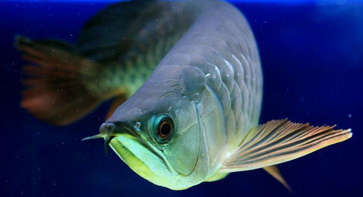 金龍魚(yú)吃肉食還是素食（金龍魚(yú)是肉食性魚(yú)類(lèi)，如何鑒別優(yōu)質(zhì)金龍魚(yú)的繁殖技巧） 龍魚(yú)百科 第5張