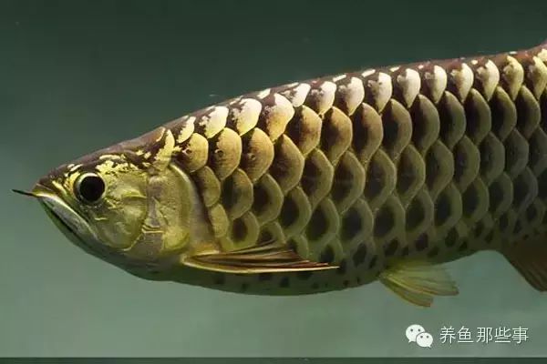 金龍魚的品種怎么分（如何辨別金龍魚品種） 龍魚百科 第5張