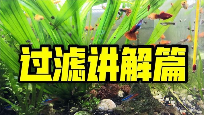 多春魚批發(fā)(多春魚廠家) 斑馬鴨嘴魚苗