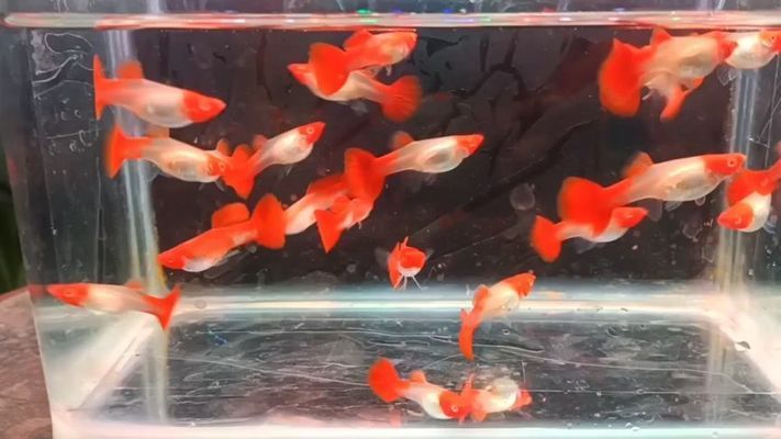 撫州水族批發(fā)市場:小魚越來越多 觀賞魚水族批發(fā)市場