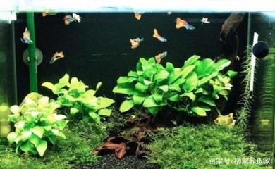 貴陽水族館:上班間隙看看魚 B級過背金龍魚