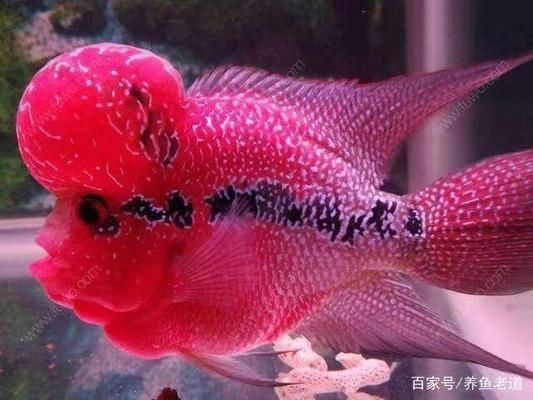 齊齊哈爾水族館:出售 紅龍專用魚糧飼料