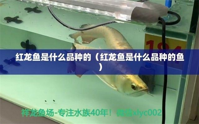 紅龍魚屬于什么科（紅龍魚是一種受歡迎的淡水觀賞魚） 龍魚百科 第2張