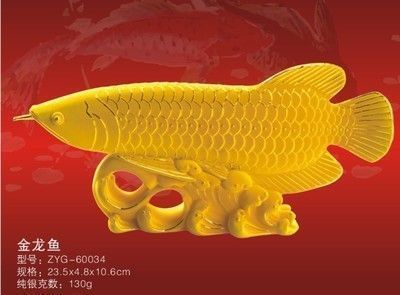 金龍魚55公分（金龍魚55公分品種鑒別金龍魚55公分飼養(yǎng)技巧） 龍魚百科 第1張