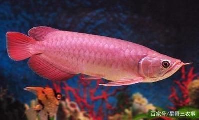 紅龍魚尾巴有白點是什么（紅龍魚尾巴出現(xiàn)白點怎么辦） 龍魚百科 第1張