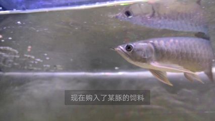 龍魚訓(xùn)食飼料的方法有哪些（如何訓(xùn)練龍魚吃飼料）