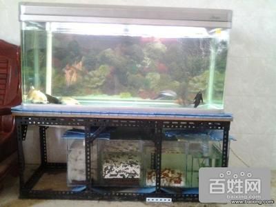 磁縣紅陽水族館（磁縣紅陽水族館經(jīng)營產(chǎn)品：觀賞魚、魚缸、漁具批發(fā)零售） 全國觀賞魚市場