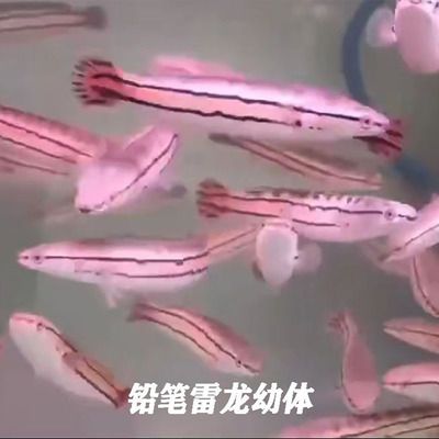 黃金河虎魚(yú)vs雷龍魚(yú)哪個(gè)好（金龍魚(yú)與雷龍魚(yú)價(jià)格對(duì)比,金龍魚(yú)與雷龍魚(yú)壽命差異,雷龍魚(yú)適合家庭養(yǎng)殖嗎） 龍魚(yú)百科 第5張