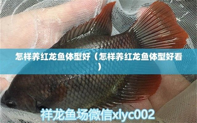 紅龍魚體型塑造方法有哪些（紅龍魚體型塑造方法）