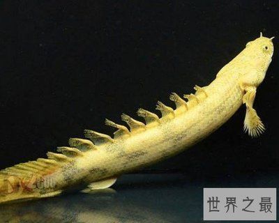 虎紋恐龍王魚能和龍魚混養(yǎng)嗎（虎紋恐龍王魚和龍魚可以混養(yǎng)嗎？） 龍魚百科 第5張