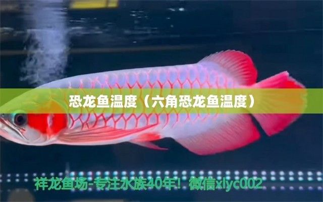 虎紋恐龍魚水溫（虎紋恐龍魚水溫調(diào)節(jié)技巧） 龍魚百科 第4張