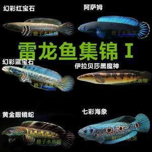 黃金雷龍魚價格（黃金雷龍魚市場價格走勢） 龍魚百科 第5張