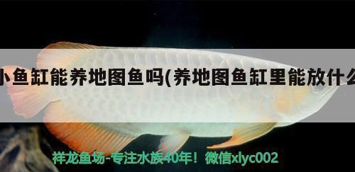 虎魚和龍魚混養(yǎng)可以嗎（虎魚和龍魚可以混養(yǎng)嗎） 龍魚百科 第4張