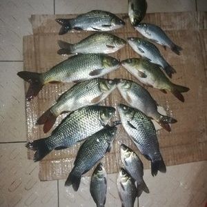 紅頭利魚（紅頭利魚最佳飼養(yǎng)水溫） 龍魚百科 第5張