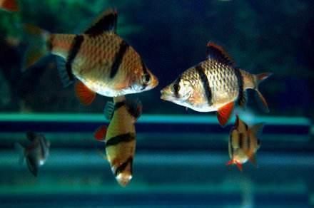 草繩恐龍魚飼料的選擇標準（草繩恐龍魚飼料時應該考慮哪些因素，我們應該考慮哪些因素） 水族問答