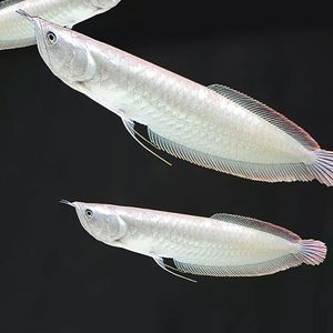 白化銀龍魚(yú)和黃化銀龍魚(yú)能混養(yǎng)嗎（白化銀龍魚(yú)和黃化銀龍魚(yú)可以混養(yǎng)嗎） 龍魚(yú)百科 第3張