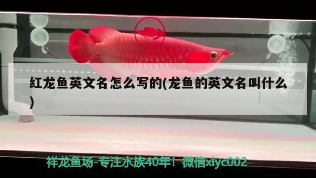 紅龍魚怎么寫句子（關(guān)于紅龍魚句子的方法：鱗片,頭部與眼睛,魚鰭,）