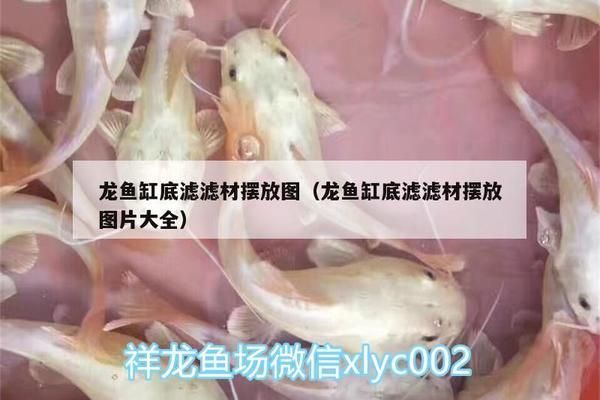 金龍魚(yú)魚(yú)缸過(guò)濾材料擺放順序圖（金龍魚(yú)魚(yú)缸的過(guò)濾材料擺放順序） 龍魚(yú)百科 第3張