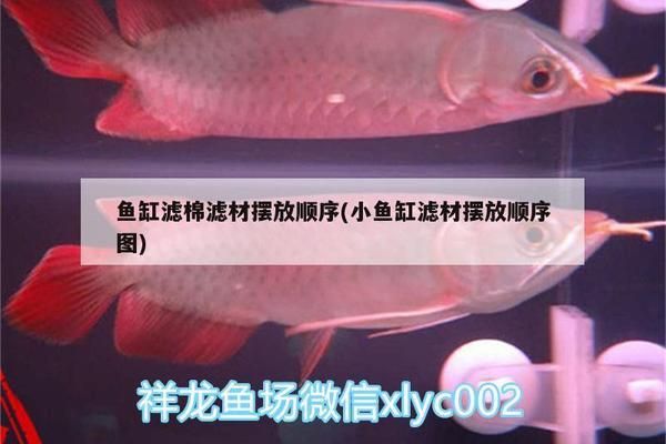 金龍魚(yú)魚(yú)缸過(guò)濾材料擺放順序圖（金龍魚(yú)魚(yú)缸的過(guò)濾材料擺放順序） 龍魚(yú)百科 第5張