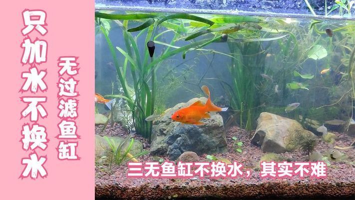 魚缸如果沒有過濾器（如何自制簡(jiǎn)易魚缸過濾器魚缸換水的最佳時(shí)間和步驟）