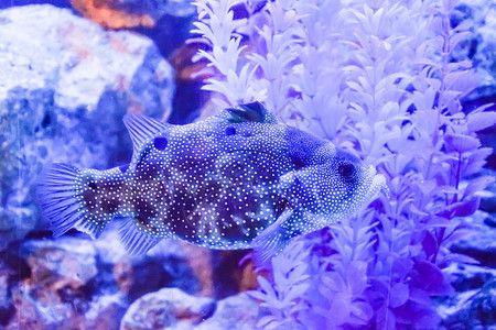 彩虹雷龍魚(yú)繁殖技巧（彩虹雷龍魚(yú)的繁殖周期） 水族問(wèn)答