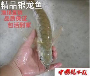 黃化白子銀龍魚資料（關(guān)于黃化白子銀龍魚的一些詳細(xì)資料） 龍魚百科 第4張