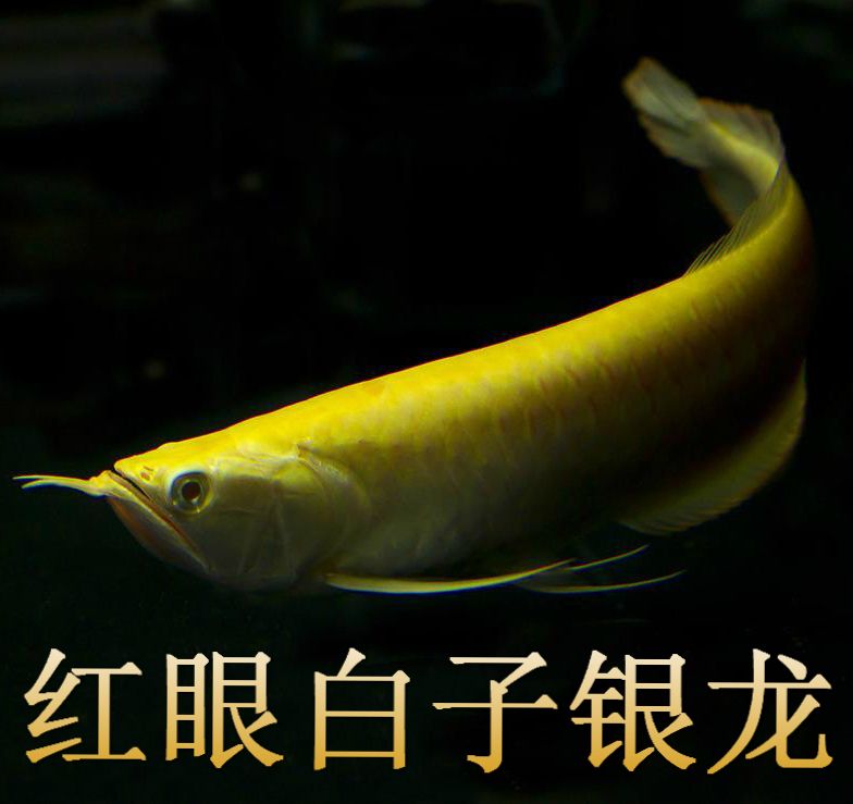 黃化白子銀龍魚資料（關(guān)于黃化白子銀龍魚的一些詳細(xì)資料） 龍魚百科 第1張