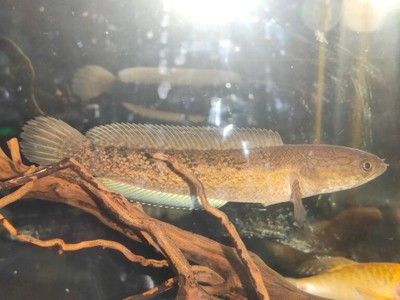 陽光地帶生態(tài)壁畫水族館（壁掛式魚缸零售） 全國觀賞魚市場