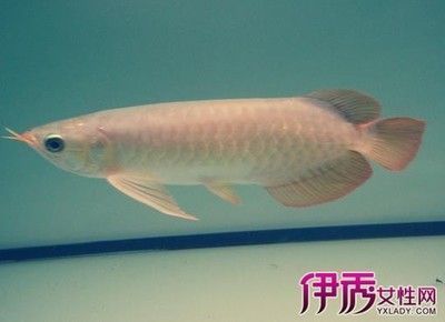 紅龍魚可以多久不吃食了（紅龍魚可以多久不吃食？） 龍魚百科 第4張