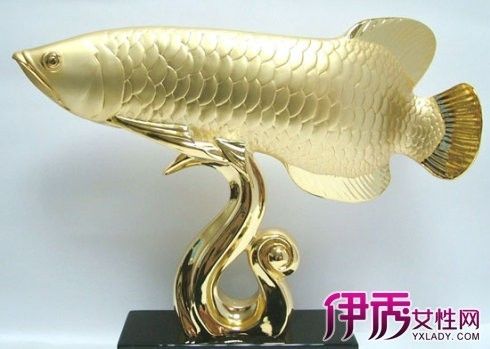 金龍魚是最貴的魚嗎（金龍魚品種價格排行榜）