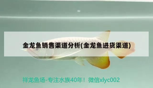 金龍魚 營收 渠道分析報告（金龍魚2023年和2024年上半年的財務(wù)表現(xiàn)顯示出一定的波動性） 龍魚百科 第3張