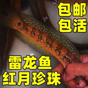 彩虹雷龍魚價(jià)格（如何辨別彩虹雷龍魚健康，彩虹雷龍魚市場(chǎng)趨勢(shì)分析）