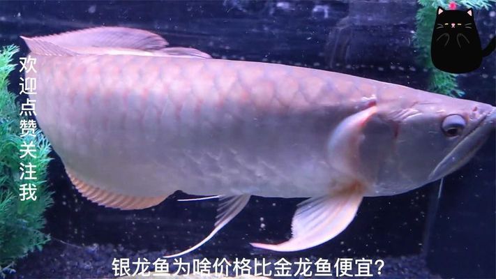 金龍魚銀龍魚價(jià)格（金龍魚和銀龍魚的價(jià)格）