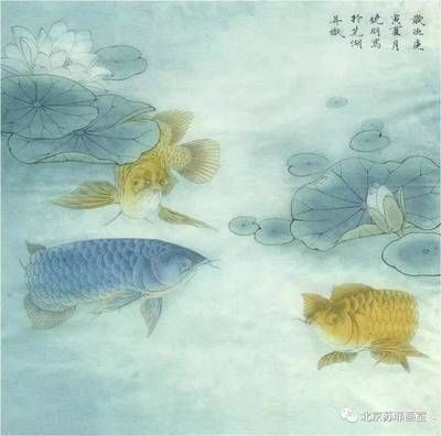 龍魚的身體部位圖解（龍魚身體各部位功能詳解）