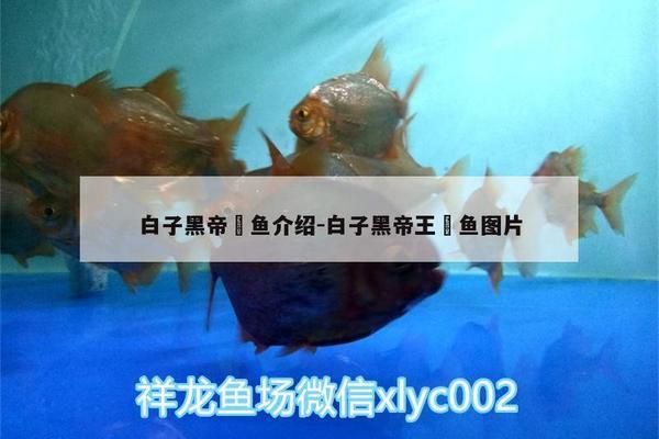 白子黑帝王魟魚（帝王魟魚飼養(yǎng)技巧，帝王魟魚市場(chǎng)價(jià)格趨勢(shì)）