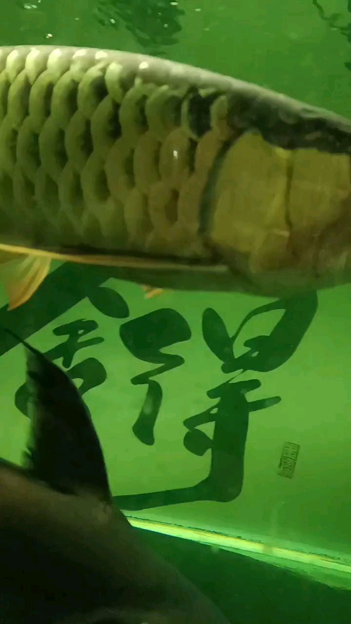 龍魚(yú)會(huì)撐死嗎？（鯊魚(yú)傻傻的，打也不夠打，半只手板大的魚(yú)肉被硬咽下去）