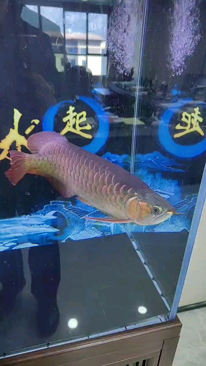 求指點（祥瑞九天評論：紅龍魚正在發(fā)色，想讓它發(fā)色更全面些）