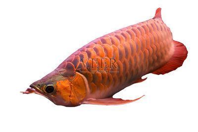 紅龍魚(yú)品種有哪些名字好聽(tīng)點(diǎn)（如何根據(jù)紅龍魚(yú)特征取名，創(chuàng)意紅龍魚(yú)名字的吉祥寓意有哪些） 龍魚(yú)百科 第5張