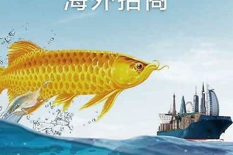 北京龍魚市場特殊商品供應(yīng)商（北京龍魚市場特殊商品供應(yīng)商通常提供哪些獨特品種的龍魚？） 水族問答