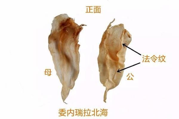 金龍魚(yú)的魚(yú)膠好不好用呀（金龍魚(yú)膠與其他魚(yú)膠的區(qū)別金龍魚(yú)膠的保存方法） 龍魚(yú)百科 第5張